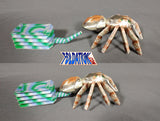 jumping spider