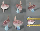 Hoodwinker Sunfish
