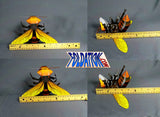 Giant Asian Hornet